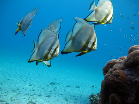 tropical fish in the red sea of egypt, africaの写真素材