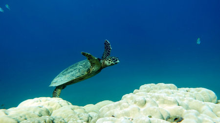 Hawksbill sea turtle (CR species) Hawksbill Turtle - Eretmochelys imbricata.の写真素材