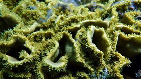 A close up of a green coral in the Red Sea.