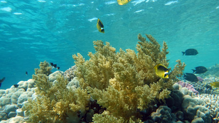 Underwater view of coral reef with fish and marine life in Red Sea