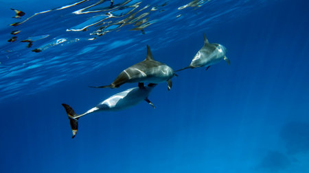 Dolphins swimming in the deep blue waters of the Caribbean Sea.