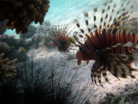Lionfish (Pterois volitans) in the Red Seaの写真素材