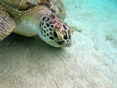 Big Green turtle, Green turtles are the largest of all sea turtles. A typical adult is 3 to 4 feet...