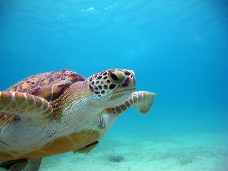 Big Green turtle, Green turtles are the largest of all sea turtles. A typical adult is 3 to 4 feet long and weighs between 300 and 350 pounds.の写真素材