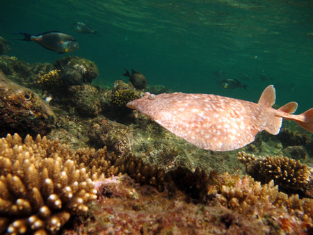 Colorful tropical fish on a coral reef, amazingly beautiful fairy world. In the coral gardens of the Red Sea.の写真素材