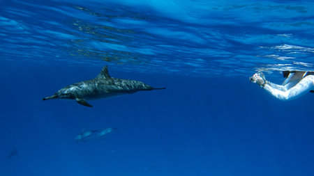 Dolphins swimming in the blue waters of the Atlantic Oceanの写真素材