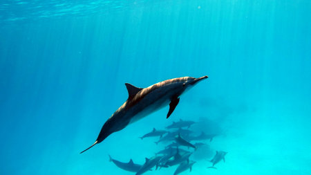 Dolphins swimming in the blue water of the ocean. Tenerife. Canary Islands. Spain.