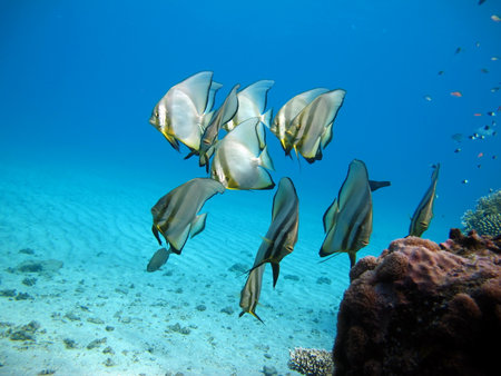 Tropical fish in the Red Sea. Egypt. Sharm El Sheikhの写真素材