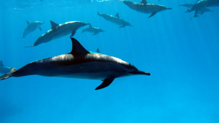 Dolphins. Spinner dolphin. Stenella longirostris is a small dolphin that lives in tropical coastal...