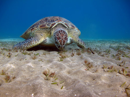 Big Green turtle, Green turtles are the largest of all sea turtles. A typical adult is 3 to 4 feet long and weighs between 300 and 350 pounds.の写真素材