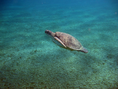Big Green turtle, Green turtles are the largest of all sea turtles. A typical adult is 3 to 4 feet long and weighs between 300 and 350 pounds.の写真素材