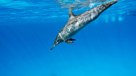 Dolphin swimming in the blue sea, close-up view.の写真素材