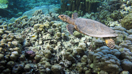 Hawksbill sea turtle (CR species) - Eretmochelys imbricata.