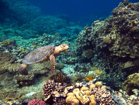 Hawksbill sea turtle (CR species) Eretmochelys imbricata.