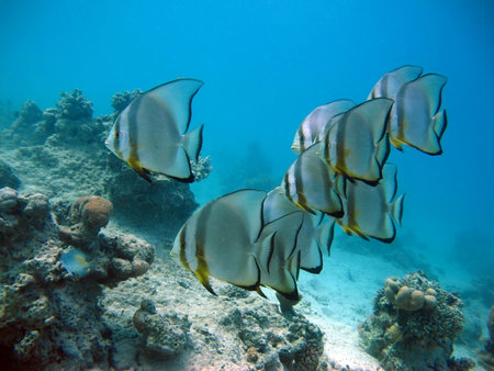 snorkeling in the caribbean sea of the dominican republic