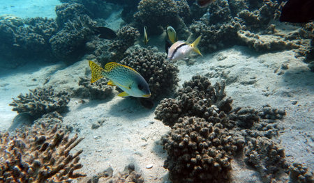The underwater world of the Red Sea, coral reef and marine fish