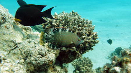 The underwater world of the Red Sea, coral reef and marine fish