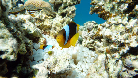 Clown anemonefish (Amphiprion ocellaris)
