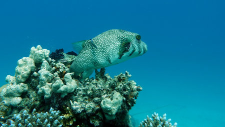 Boxfish in the Red Sea. Egypt, Sharm El Sheikh