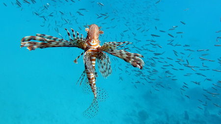 Lionfish (Pterois volitans) in the Red Seaの写真素材