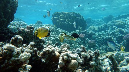 Underwater view of coral reef with fishes and corals at Maldives