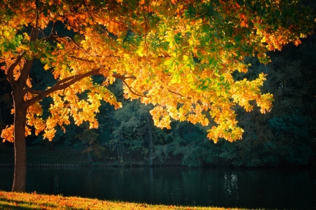 Autumn tree near the river