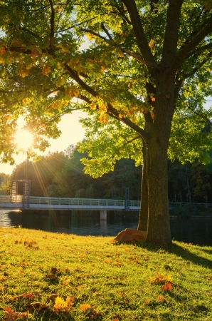 Autumn landscape in city parkの写真素材