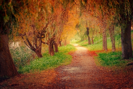 Park road in autumn dayの写真素材