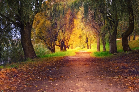 Park road in autumn dayの写真素材