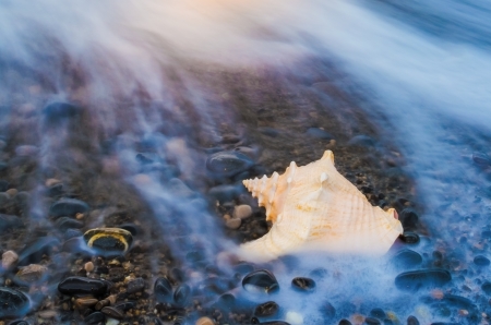 Seashell on the beach