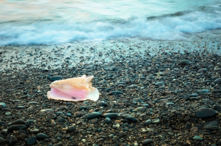 Seashell on the beach 