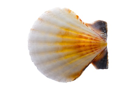 Seashell isolated on whiteの写真素材