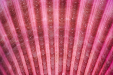 Seashell macro. Abstract backgroundの写真素材