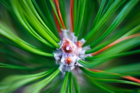 Macro of pine branch, abstract backgroundの写真素材