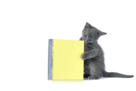 kitten is playing with bookの写真素材