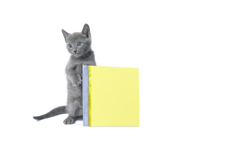 Kitten is playing with bookの写真素材