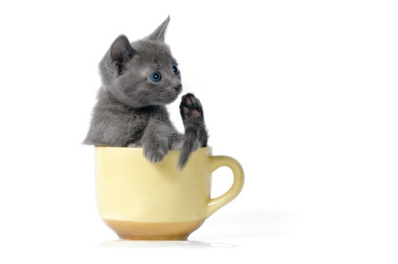 Kitten is playing with cupの写真素材