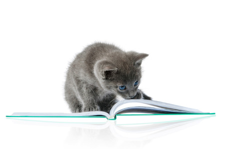 kitten and a bookの写真素材