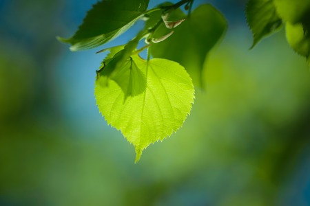 Young green leaves on natural background in spring timeの写真素材
