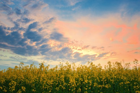 Rapeseed field against sunsetの写真素材