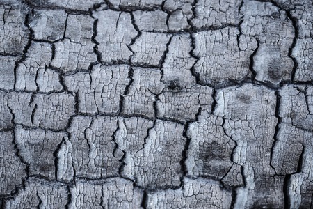 Burnt wood textureの写真素材