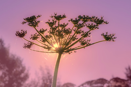 Spiderweb on a plant against sunlight