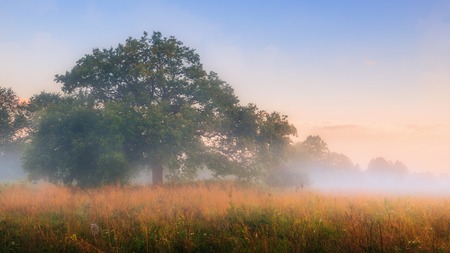 Oak tree in foggy summer morningの写真素材