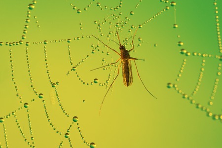 Spiderâs wab with dew drops and mosquito over abstract backgroundの写真素材