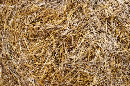Dry straw background