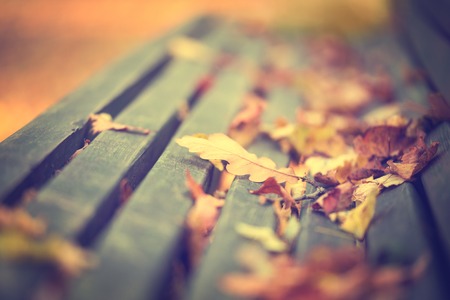 Oak leafs on the bench during autumn season, close up photo with shallow depth of field.の写真素材