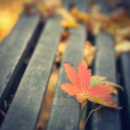 Maple leafs on the bench during autumn season, close up photo with shallow depth of field.の写真素材
