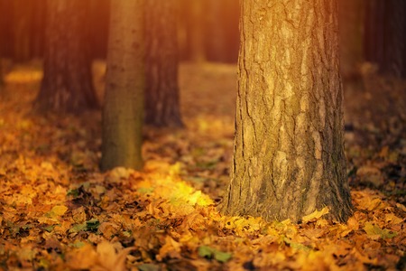 Autumn forest in sunny morningの写真素材