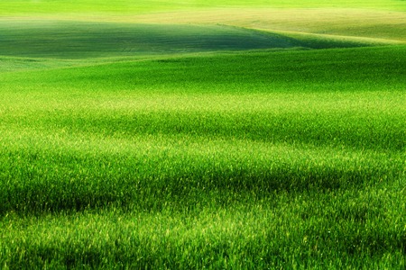 Landscape of green field in summer morningの写真素材