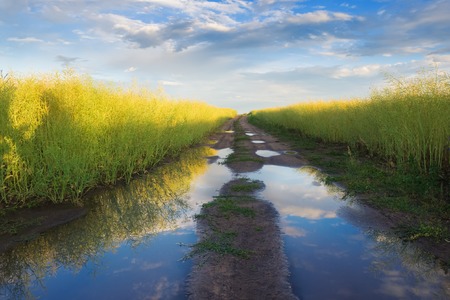 Country road after rain in summer day
